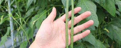 桂花泡水喝的九大禁忌 桂花晒干后变黑还可以泡水喝吗