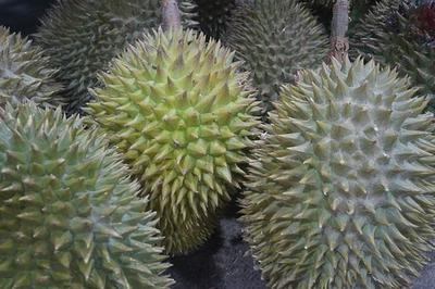 榴莲吃不完冷藏还是冷冻 榴莲吃了会长胖吗 榴莲吃不完冷藏还是冷冻 榴莲吃了会长胖吗