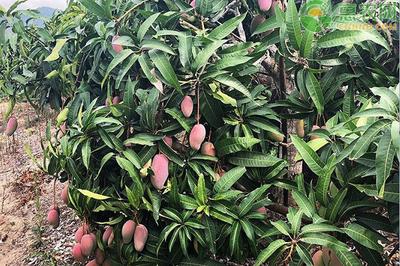 海南贵妃芒怎样算成熟 海南贵妃芒怎样算成熟