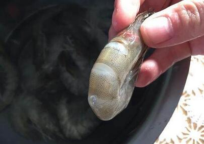 虾尾用不用油炸 虾尾用不用去虾线