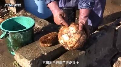 魔芋怎么吃 新鲜魔芋怎么做最好吃