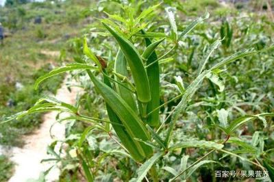 秋葵花降血糖吗 秋葵花怎么吃 秋葵花降血糖吗 秋葵花怎么吃