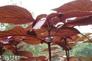 紫苏不能和什么一起吃 紫苏什么人不能吃
