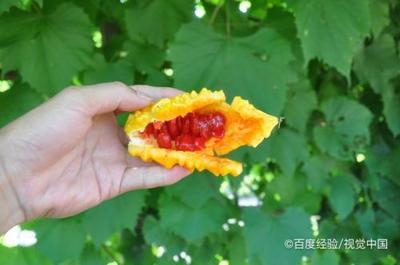 苦瓜哺乳期可以吃吗 哺乳期可以喝苦瓜水吗 苦瓜哺乳期可以吃吗 哺乳期可以喝苦瓜水吗