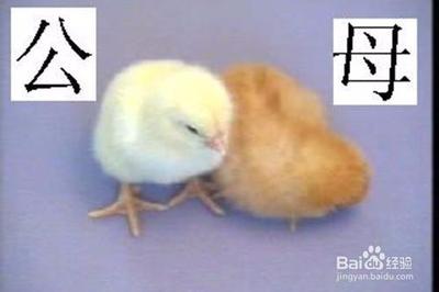 鸡蛋怎么区分公母 如何分辨小鸡的公母 鸡蛋怎么区分公母 如何分辨小鸡的公母