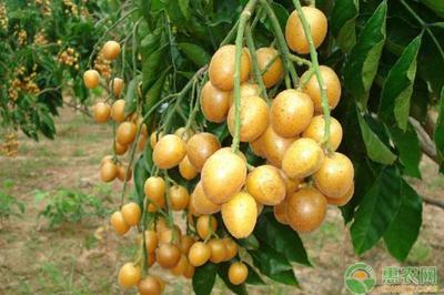 黄皮果什么时候上市 黄皮果是热性还是凉性