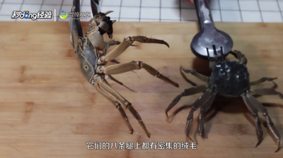螃蟹吃母的还是公的好 螃蟹公母怎么区分