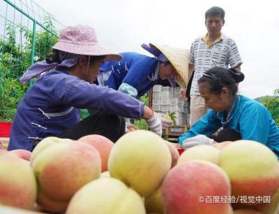 黄桃保存方法以及温度 黄桃罐头的制作方法 黄桃保存方法以及温度 黄桃罐头的制作方法