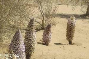 肉苁蓉泡水喝多久有效果 肉苁蓉泡水一次多少克 肉苁蓉泡水喝多久有效果 肉苁蓉泡水一次多少克