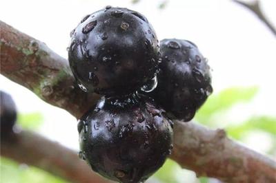 树葡萄可以泡酒吗 树葡萄泡酒要泡多久 树葡萄可以泡酒吗 树葡萄泡酒要泡多久