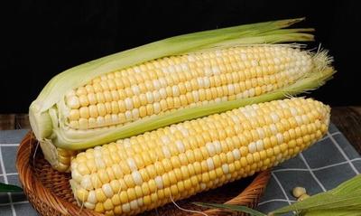 玉米煮和蒸哪个好吃 玉米可以放微波炉加热吗 玉米煮和蒸哪个好吃 玉米可以放微波炉加热吗