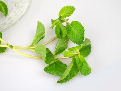 薄荷叶泡水可以加白糖吗 薄荷叶泡水减肥吗 薄荷叶泡水可以加白糖吗 薄荷叶泡水减肥吗