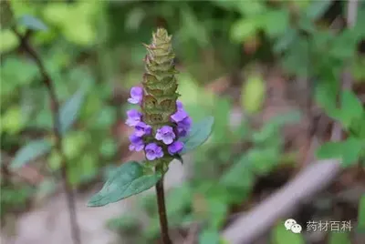夏枯草煮水能治湿疹吗 夏枯草不是对所有湿疹都有效 夏枯草煮水能治湿疹吗 夏枯草不是对所有湿疹都有效