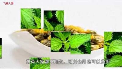 薄荷跟菊花能一起泡吗 菊花与薄荷泡水的功效 薄荷跟菊花能一起泡吗 菊花与薄荷泡水的功效