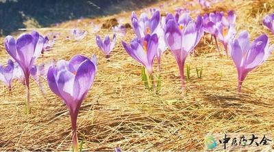 藏红花蒸蛋能治不孕吗 藏红花蒸鸡蛋的禁忌 藏红花蒸蛋能治不孕吗 藏红花蒸鸡蛋的禁忌