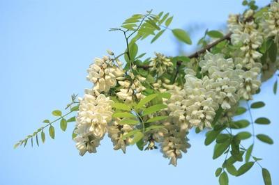 槐米茶的功效与作用 槐米茶的五大功效是什么 槐米茶的功效与作用 槐米茶的五大功效是什么