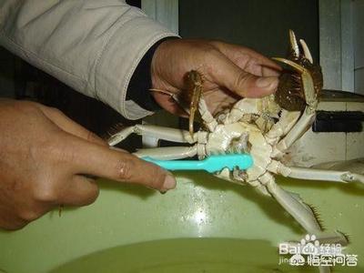 吃大闸蟹会胖吗 大闸蟹不吃怎么存放