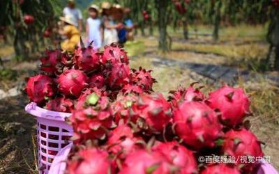 吃火龙果过敏吗 吃火龙果过敏了怎么办 吃火龙果过敏吗 吃火龙果过敏了怎么办