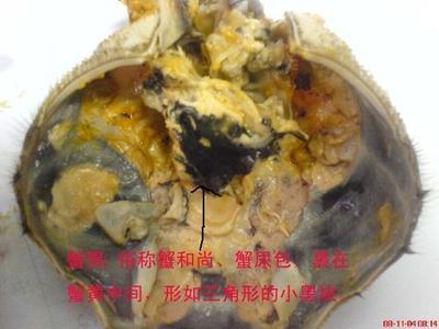 河蟹不能和什么同吃 河蟹哪些地方不能吃