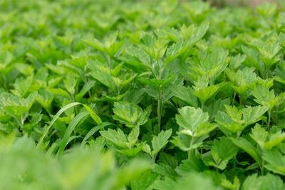 野艾蒿和艾草怎样分别 新鲜野艾蒿怎么吃
