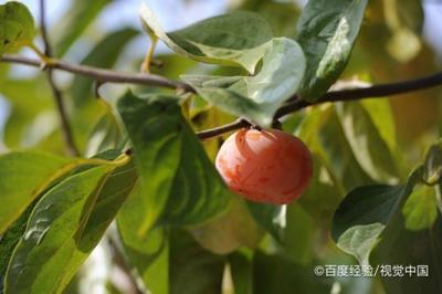 硬柿子中密密麻麻的黑点能吃吗 硬柿子孕妇可以吃吗