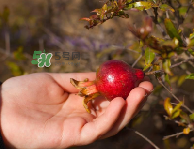 石榴上火吗 石榴上的小黑虫是什么