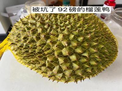 榴莲为什么那么贵 榴莲什么时候最便宜