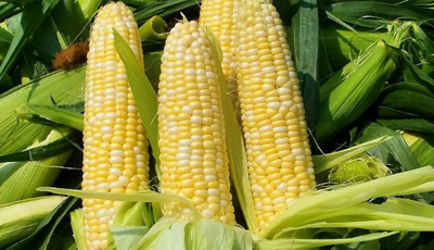 冻玉米是直接煮还是解冻 玉米棒怎么煮又嫩又好吃