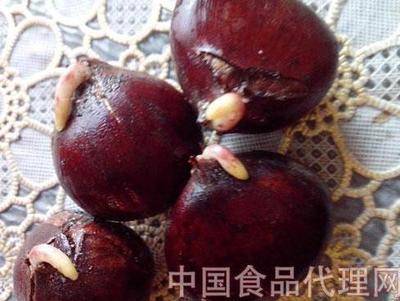 板栗发芽后还能吃吗会不会有毒 板栗是感光食物吗