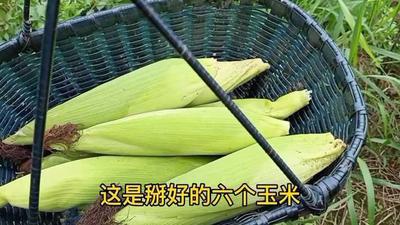 玉米放冷冻是生的好还是熟的好 玉米碳水高吗 玉米放冷冻是生的好还是熟的好 玉米碳水高吗