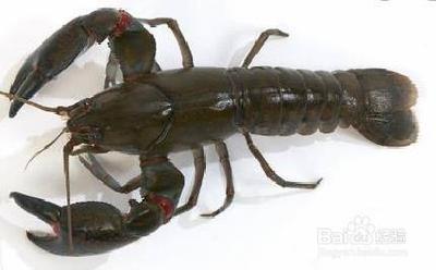 小龙虾可以冷冻保存吗 小龙虾怎么冷冻保存 小龙虾可以冷冻保存吗 小龙虾怎么冷冻保存
