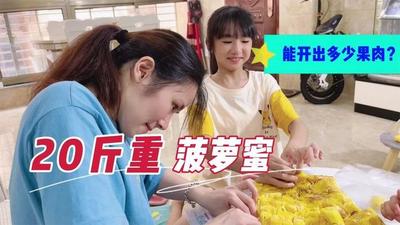 一个二十斤的菠萝蜜能出几斤肉 怎么挑菠萝蜜出果率高