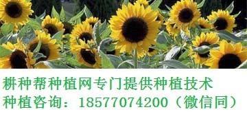 菠萝蜜出水了还能吃吗 菠萝蜜吃不完怎么保存