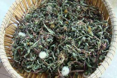 炒蒲公英和不炒区别 蒲公英怎么晒干制茶