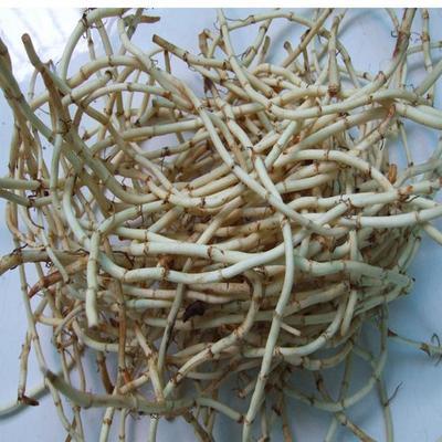 蒲公英加鱼腥草泡水喝的功效 鱼腥草和蒲公英禁忌