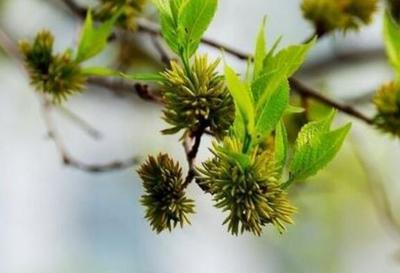 杜仲雄花茶第一泡要倒掉吗 杜仲茶和杜仲雄花功效一样吗 杜仲雄花茶第一泡要倒掉吗 杜仲茶和杜仲雄花功效一样吗