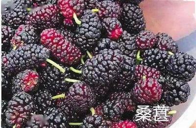 吃了桑葚第二天呕吐怎么回事 吃桑葚第二天呕吐怎么办