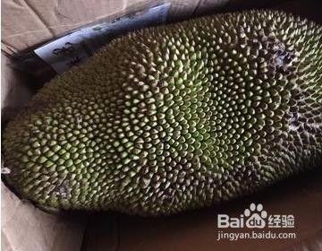 菠萝蜜吃不完怎么保存 菠萝蜜剥开后能放几天