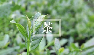 燕麦茶的功效与作用 燕麦茶的食用方式和注意事项 燕麦茶的功效与作用 燕麦茶的食用方式和注意事项