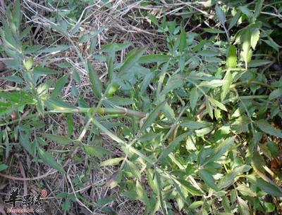 野生水芹菜有毒吗 野生水芹菜有蚂蝗吗