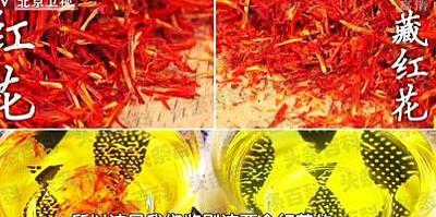 藏红花泡水后会褪色吗 藏红花一次放几根合适 藏红花泡水后会褪色吗 藏红花一次放几根合适