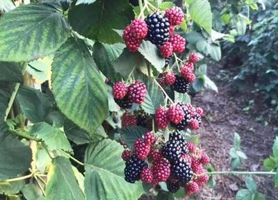 覆盆子什么季节成熟 覆盆子生的与熟的区别