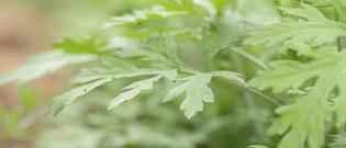艾草对孕妇有没有影响 怀孕几个月可以吃艾叶煮鸡蛋 艾草对孕妇有没有影响 怀孕几个月可以吃艾叶煮鸡蛋