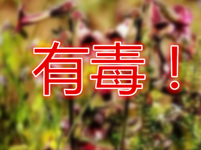蕨菜粉有什么功效 蕨菜粉能长期吃吗