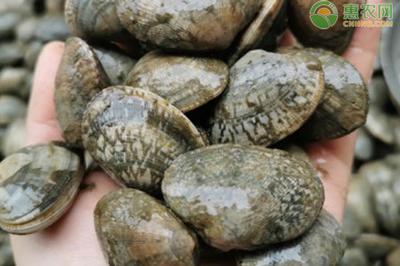 花甲可以隔夜吃吗 新鲜花甲怎么保存