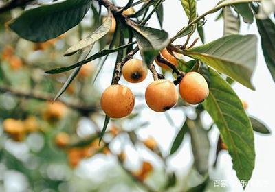 枇杷怎么吃治咳嗽化痰 搭配川贝、蜂蜜、雪梨止咳更佳！