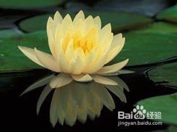 黄莲子的功效与作用 黄莲子的食用方式和注意事项 黄莲子的功效与作用 黄莲子的食用方式和注意事项