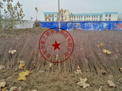 李子空心有棕色结晶是什么 李子应该怎么挑选 李子空心有棕色结晶是什么 李子应该怎么挑选