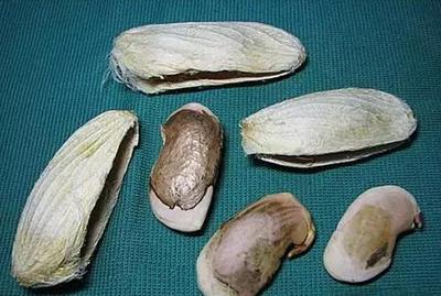 芒果核发芽了芒果肉还能吃吗 芒果长了黑斑能吃吗