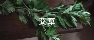 艾草敷眼睛的功效与作用 艾草敷眼睛对眼睛有影响吗 艾草敷眼睛的功效与作用 艾草敷眼睛对眼睛有影响吗